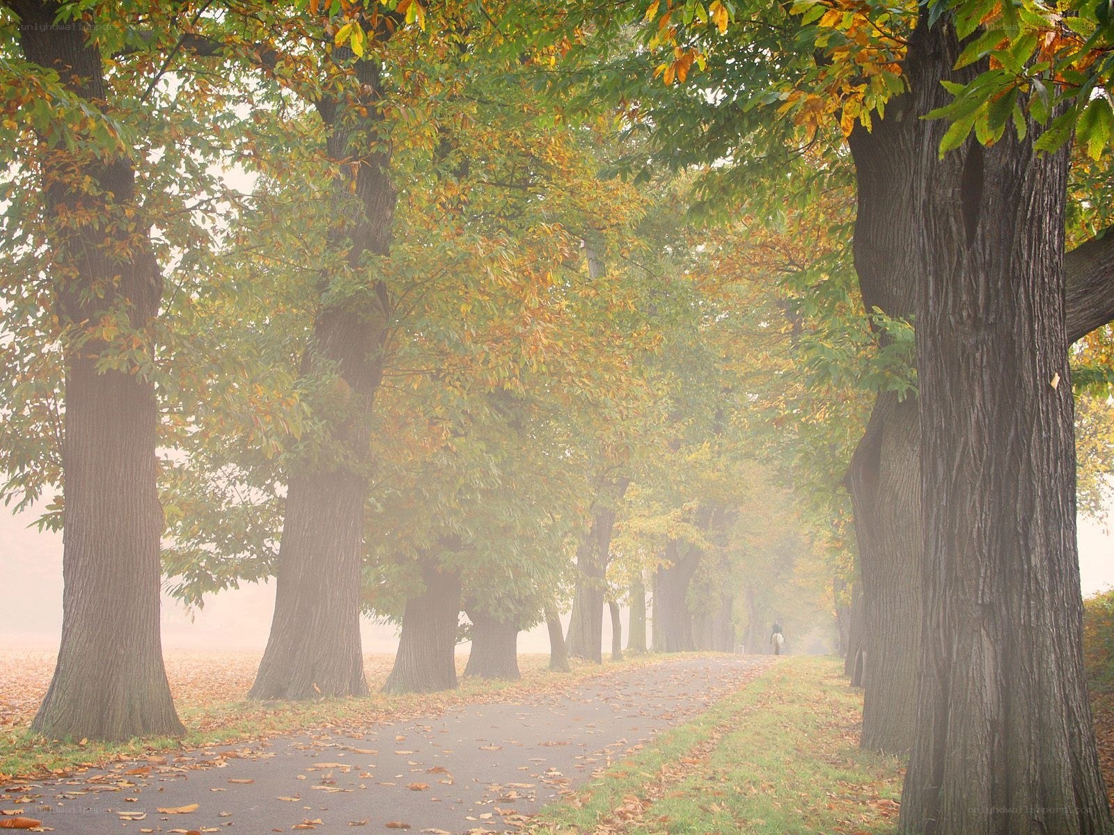 Autumn path in misty park