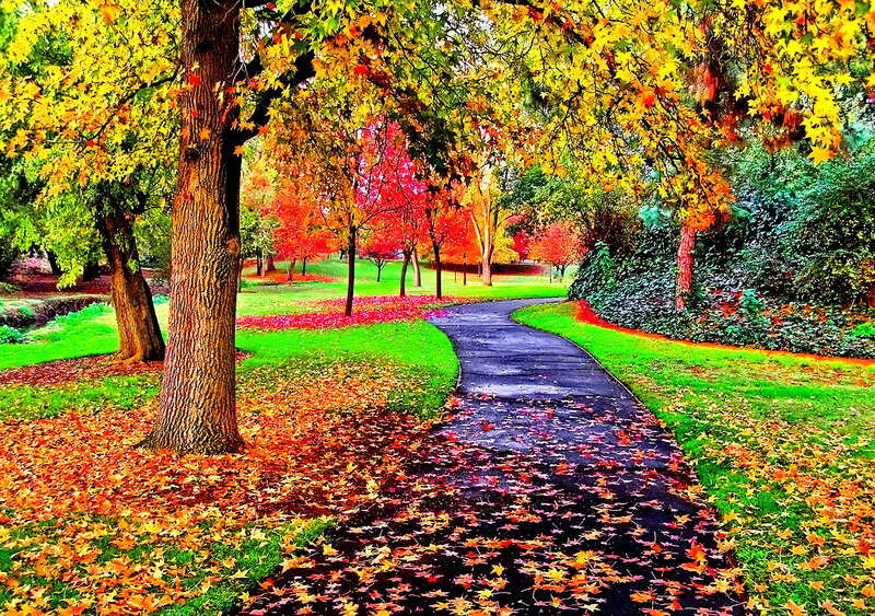 Autumn Path in Park — Green, Serene