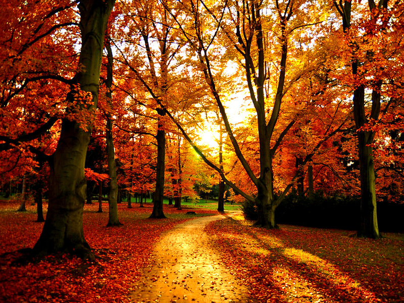 Autumn Path in Park — Orange, Serene, Photograph