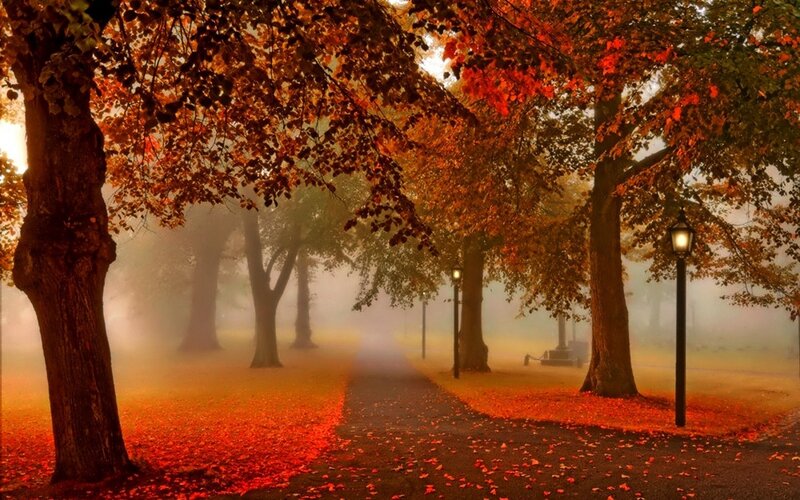Autumn Path in Park — Orange, Serene, Photograph, Trees