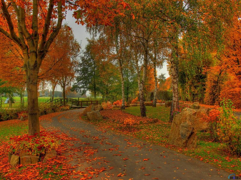 Autumn Path in Park — Orange, Serene