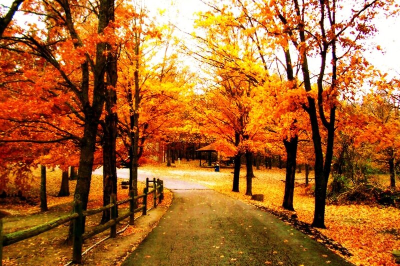 Autumn Path in Park — Orange