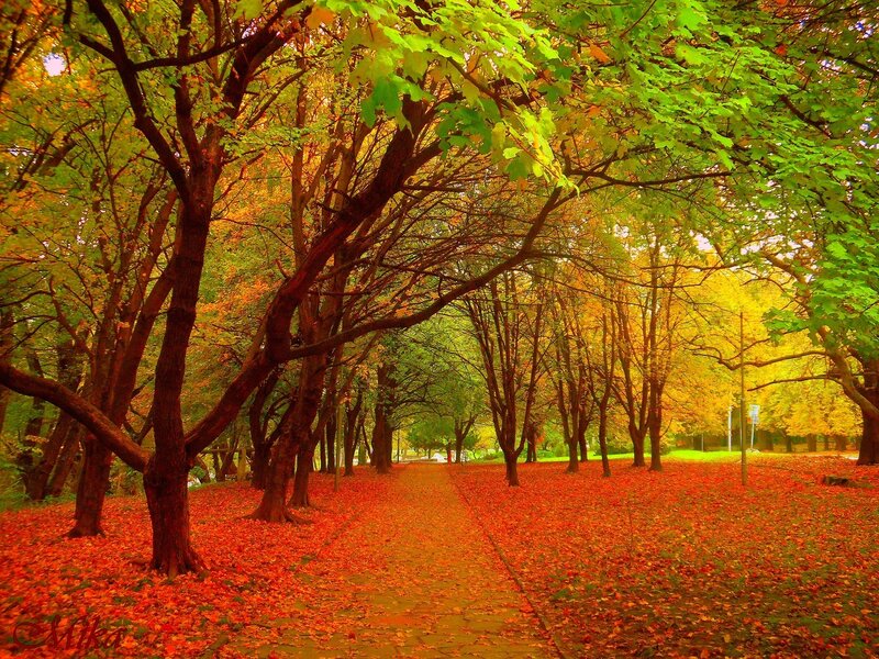 Autumn Path in Park — Red
