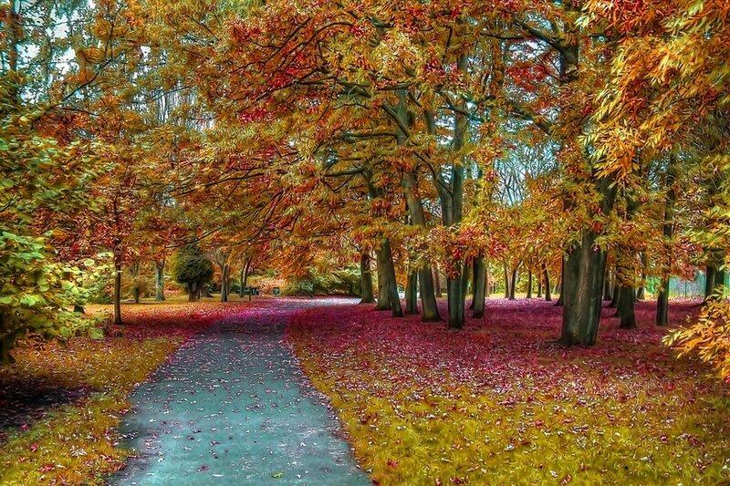 Autumn Path in Park