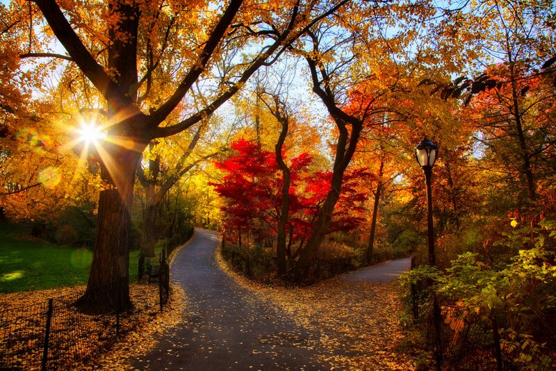 Autumn Path in Park — Yellow, Serene, Photograph