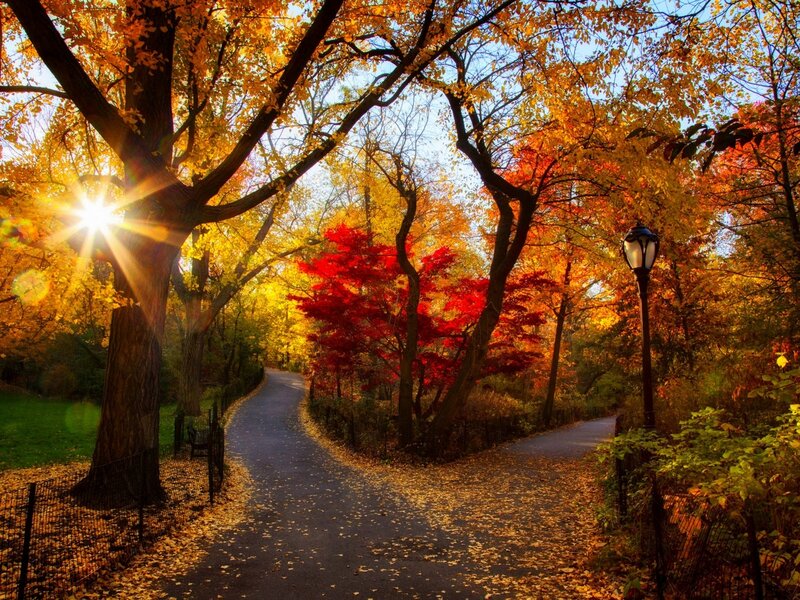 Autumn Path in Park — Yellow, Serene, Photograph, Trees, Lamppost