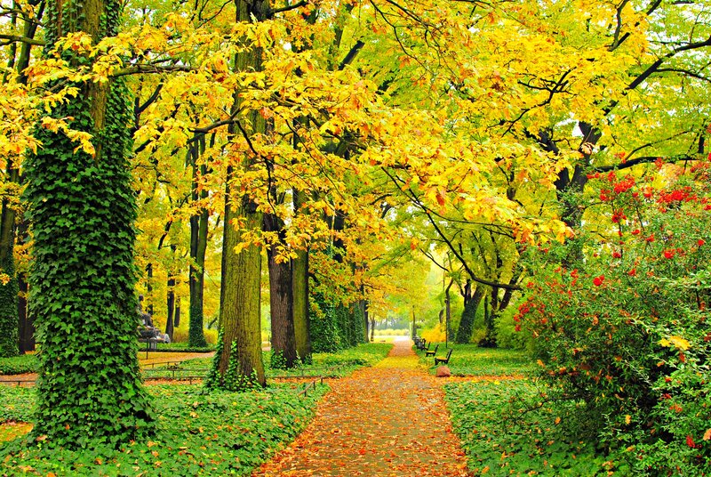 Autumn Path in Park — Yellow, Serene