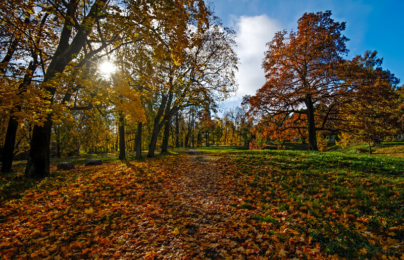 Autumn Path in Park — Yellow