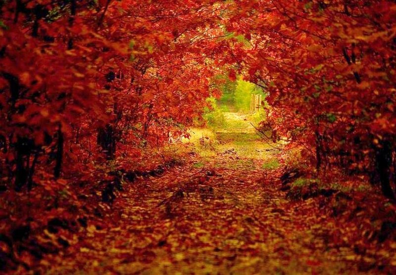Autumn path in red forest