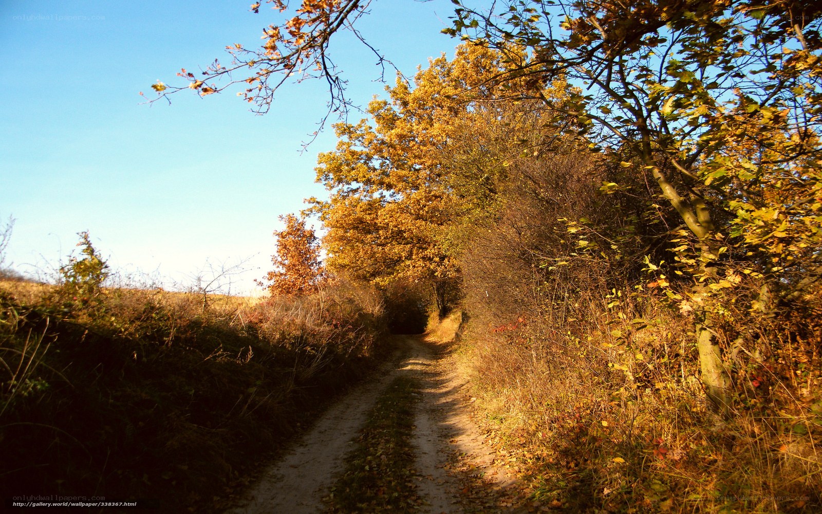 Autumn path in the countryside