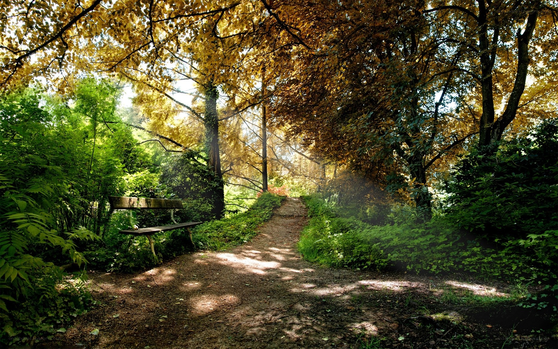 Autumn path in the forest