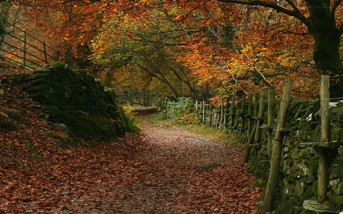 Autumn path in the forest