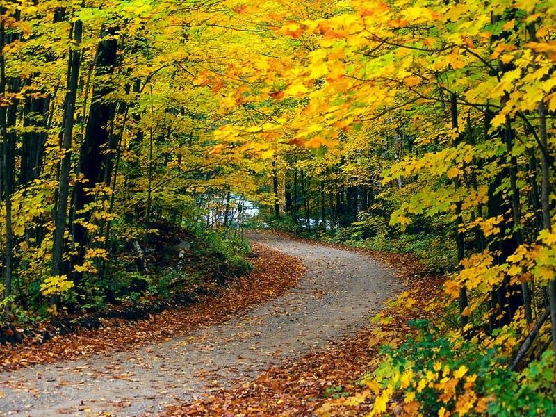 Autumn path in the forest