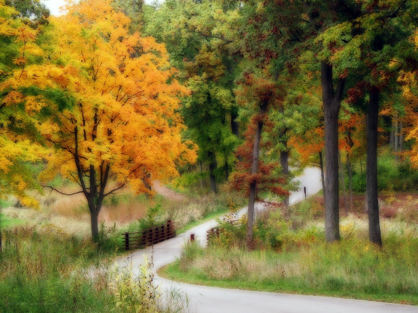 Autumn path in the forest