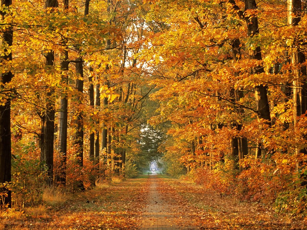 Autumn path in the forest