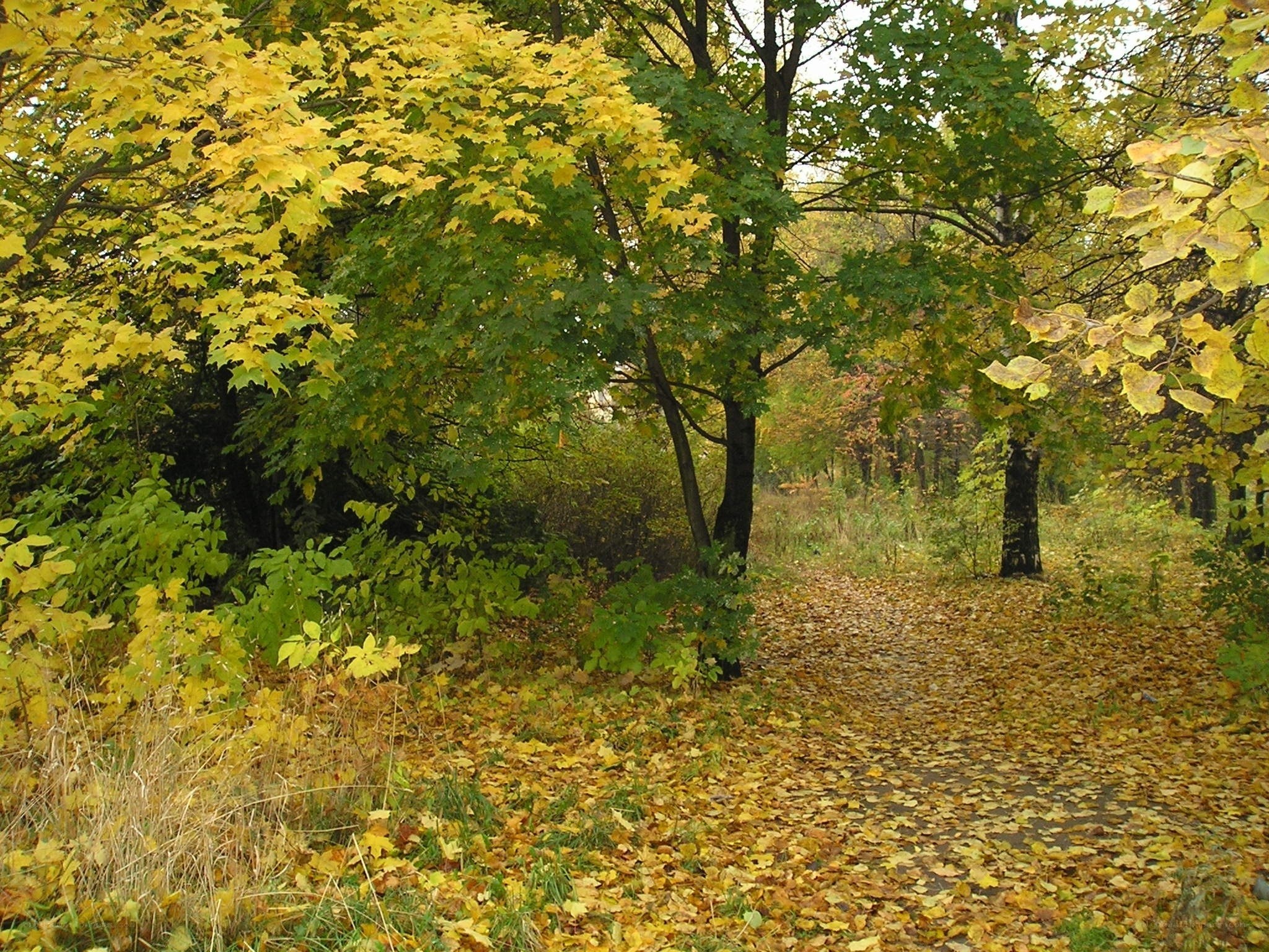 Autumn path in the forest