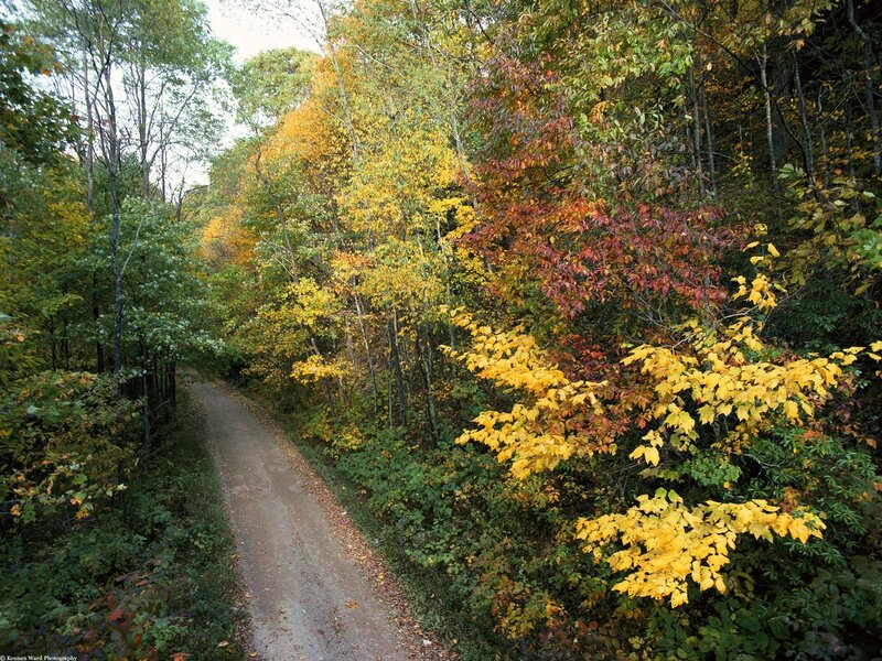 Autumn path in the forest