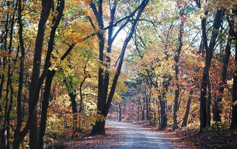 Autumn path in the forest