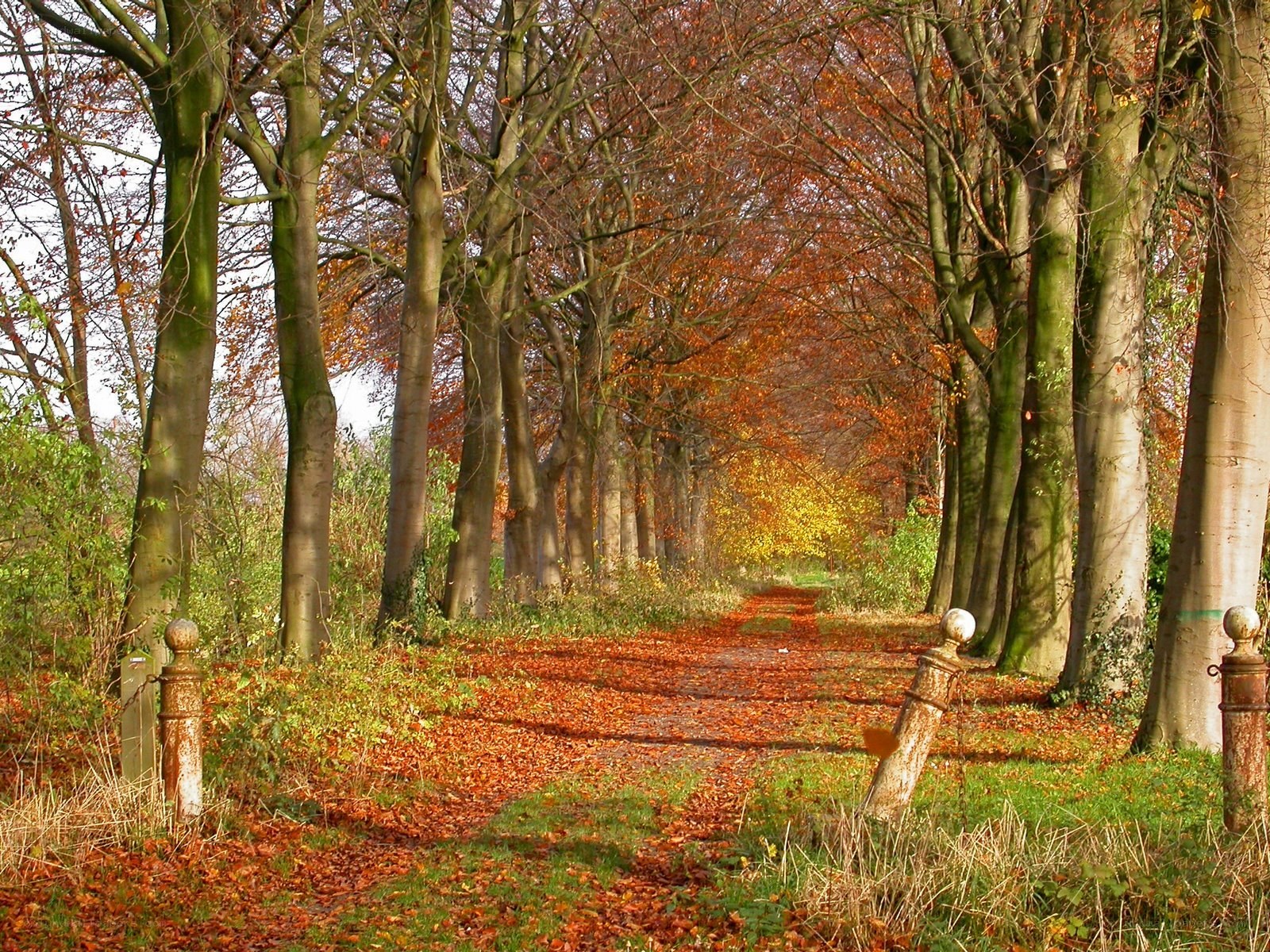 Autumn path in the forest