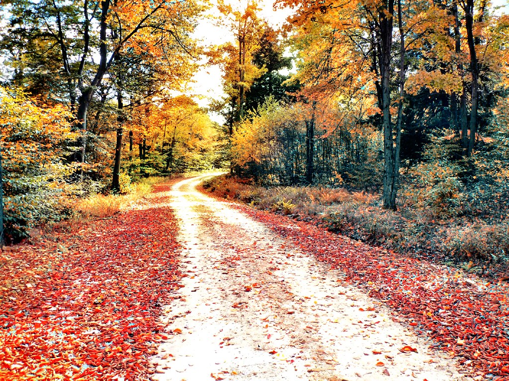 Autumn path in the forest