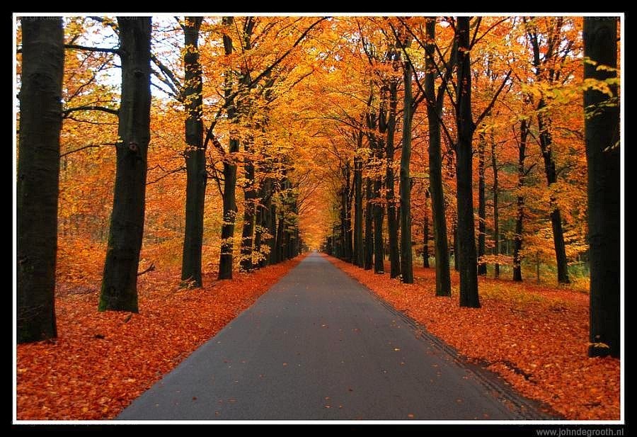 Autumn path in the forest