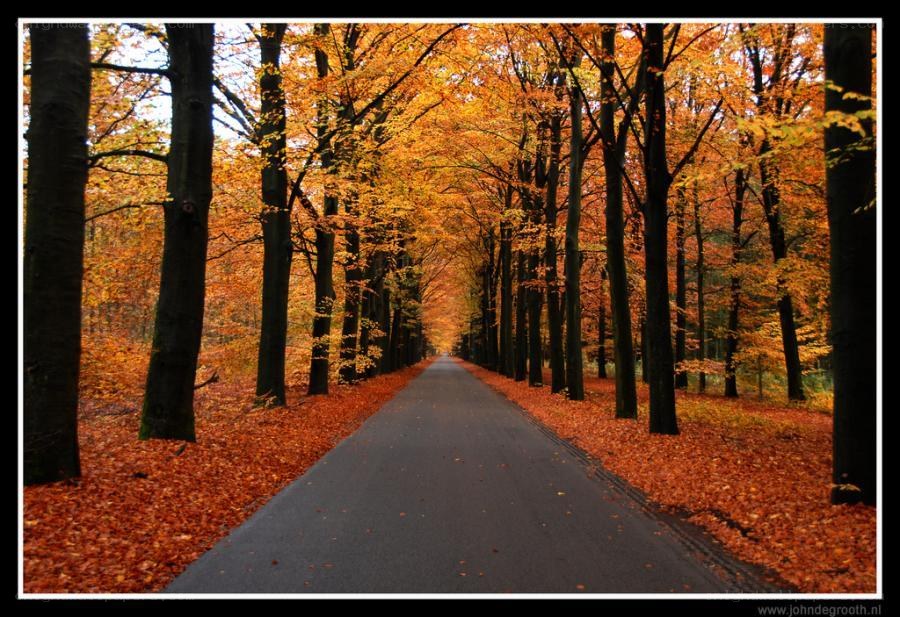 Autumn path in the forest