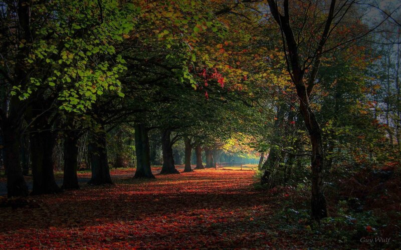 Autumn path in the forest