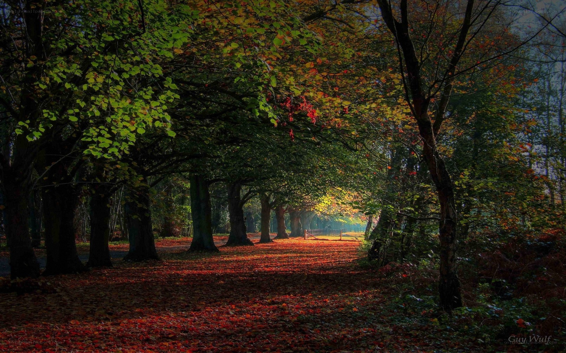 Autumn path in the forest