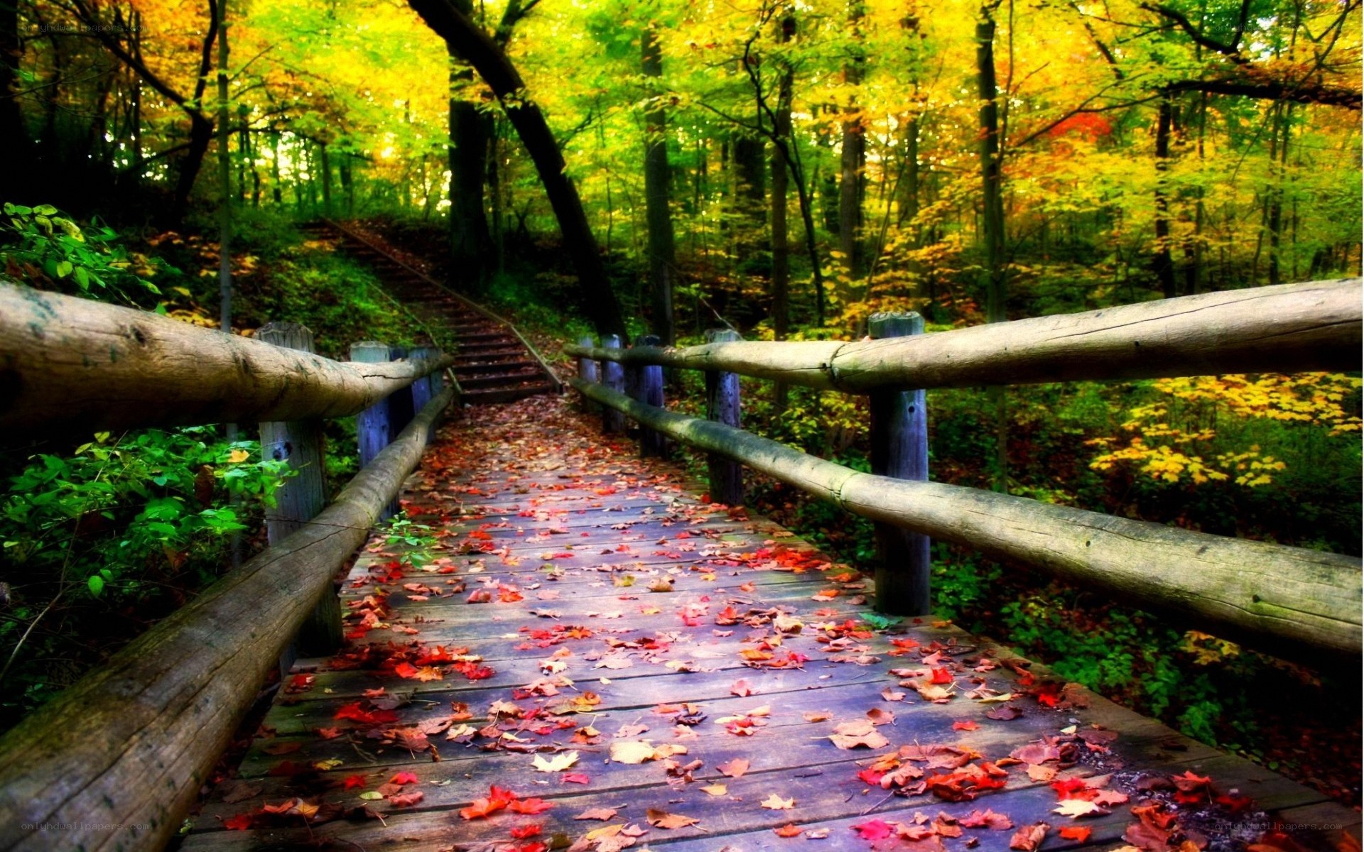 Autumn path in the forest