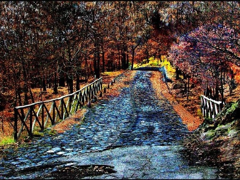 Autumn path in the forest