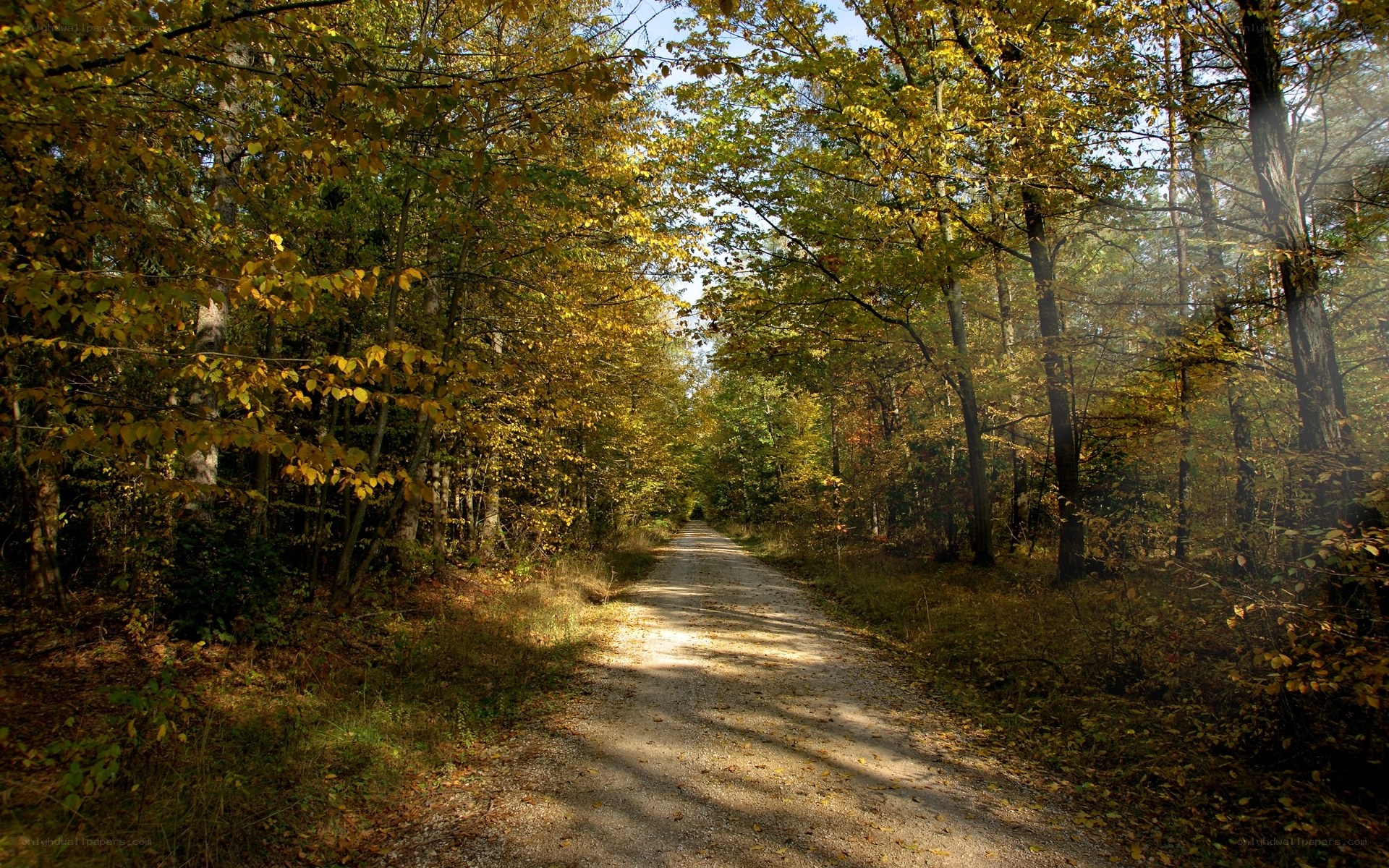Autumn path in the forest