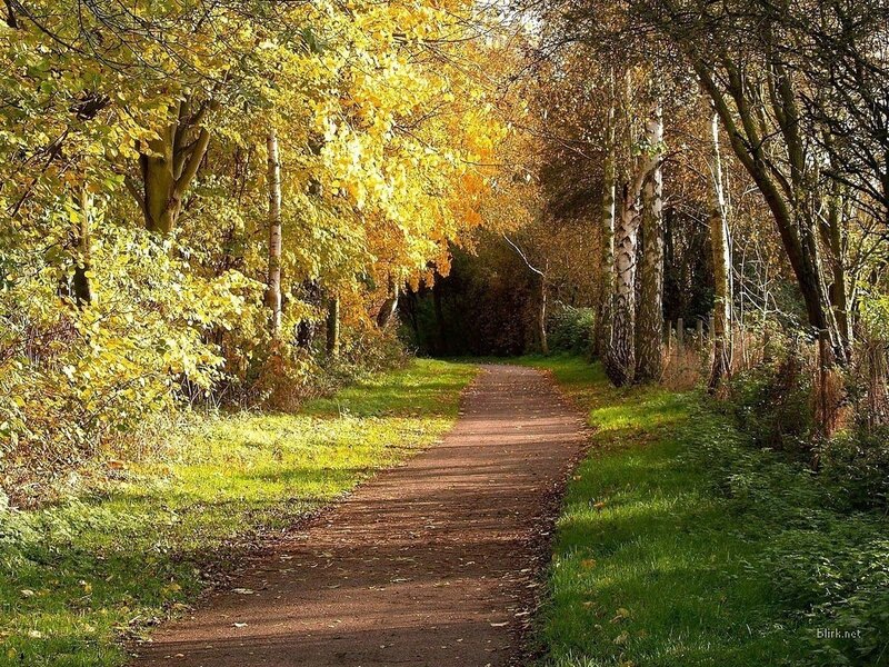 Autumn path in the forest