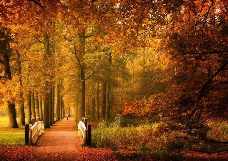 Autumn path in the forest