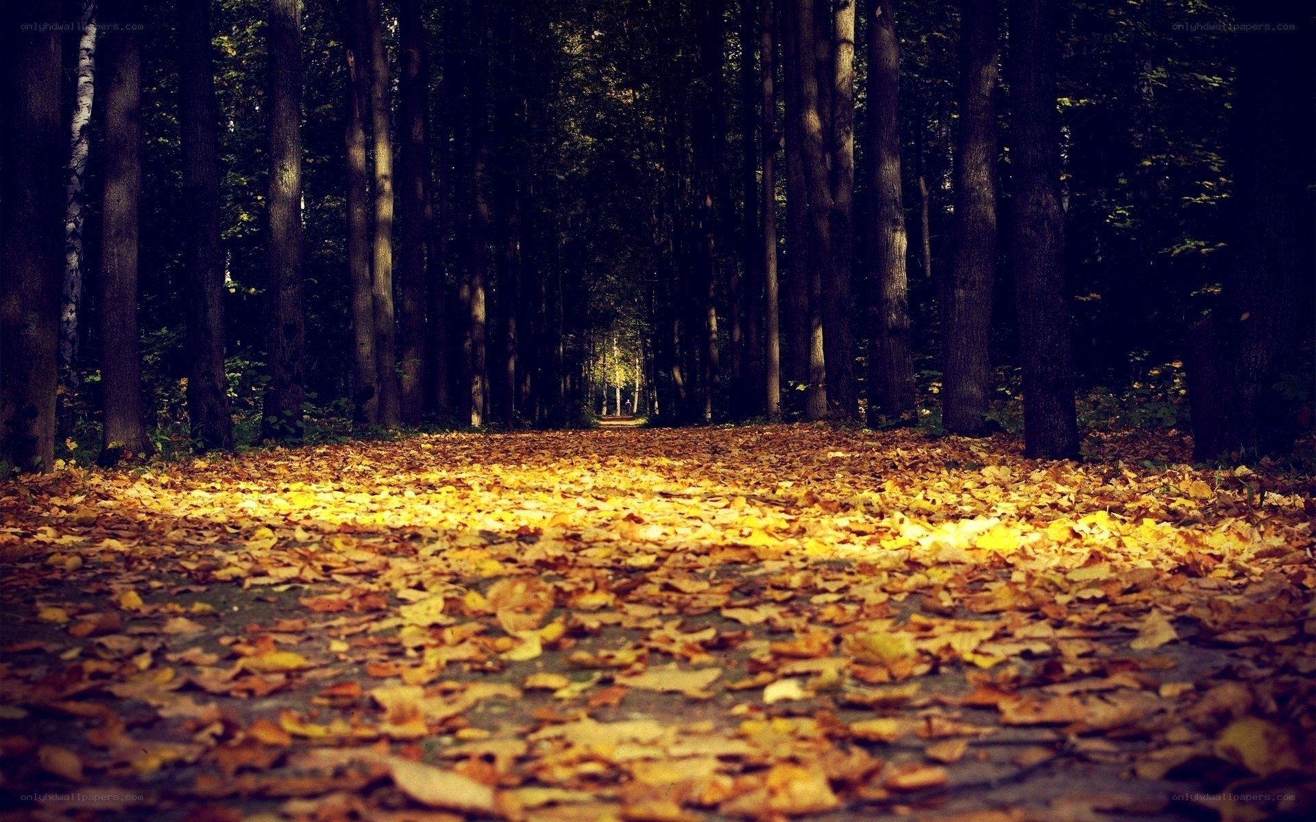 Autumn path in the forest