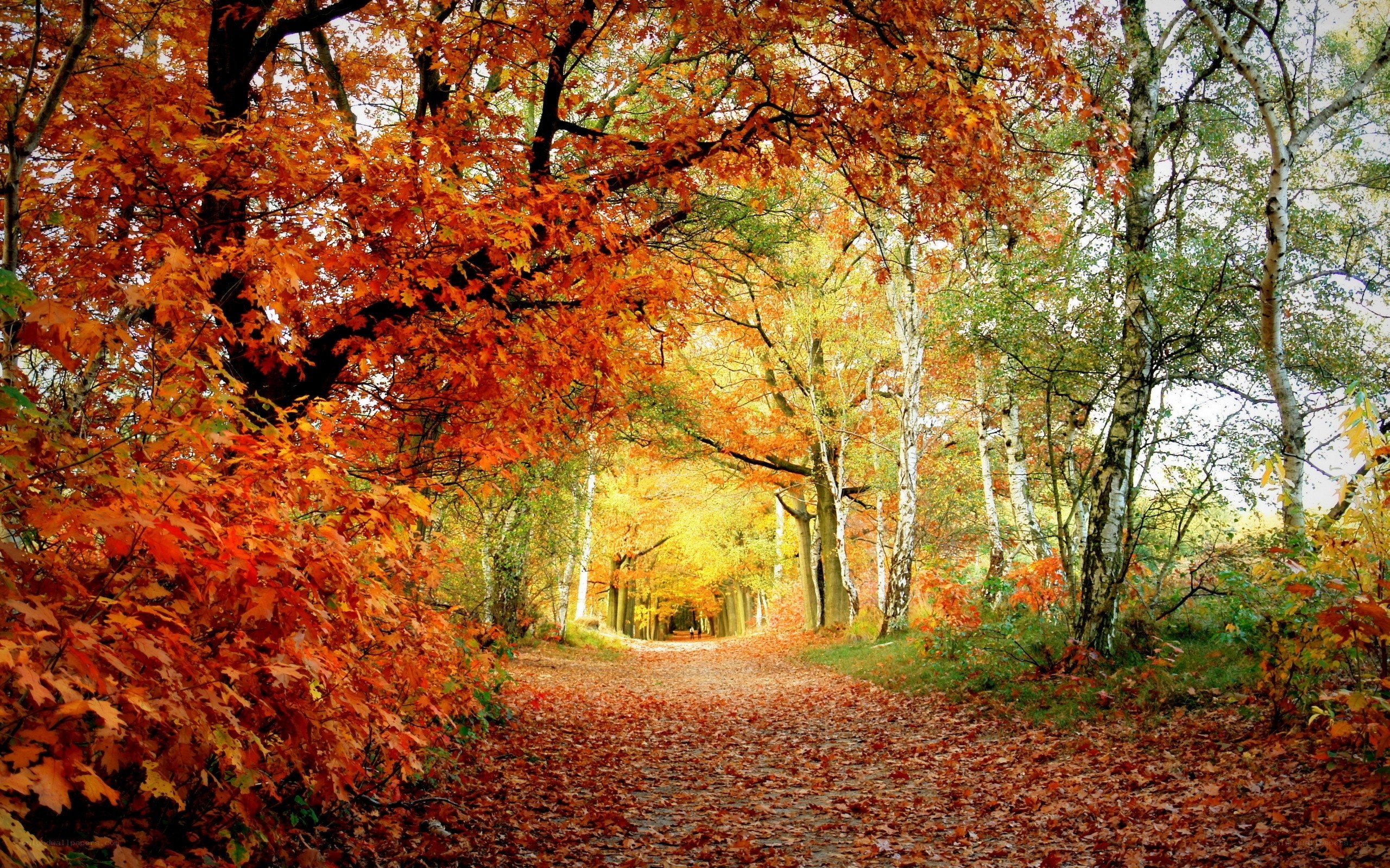 Autumn path in the forest