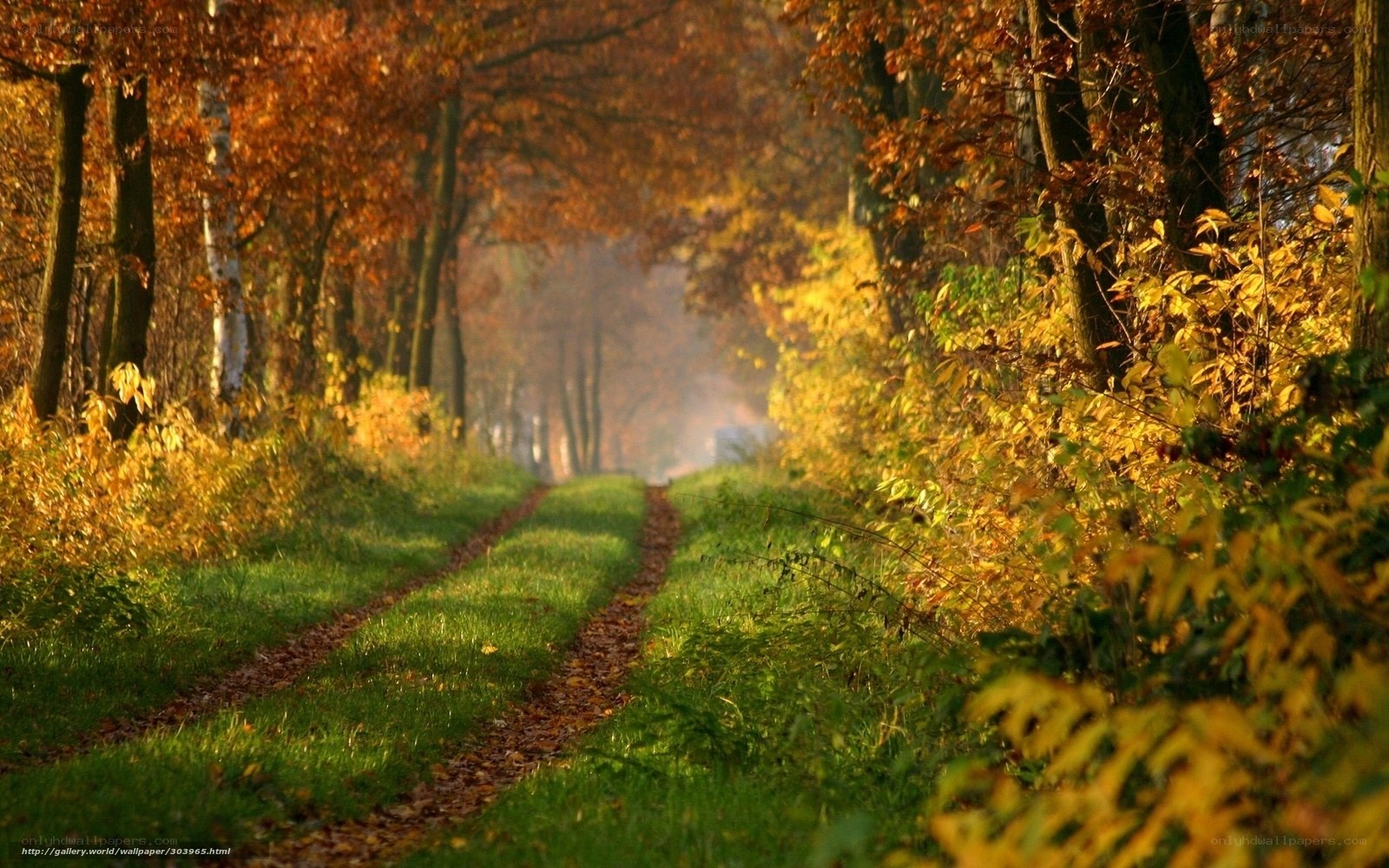 Autumn path in the forest