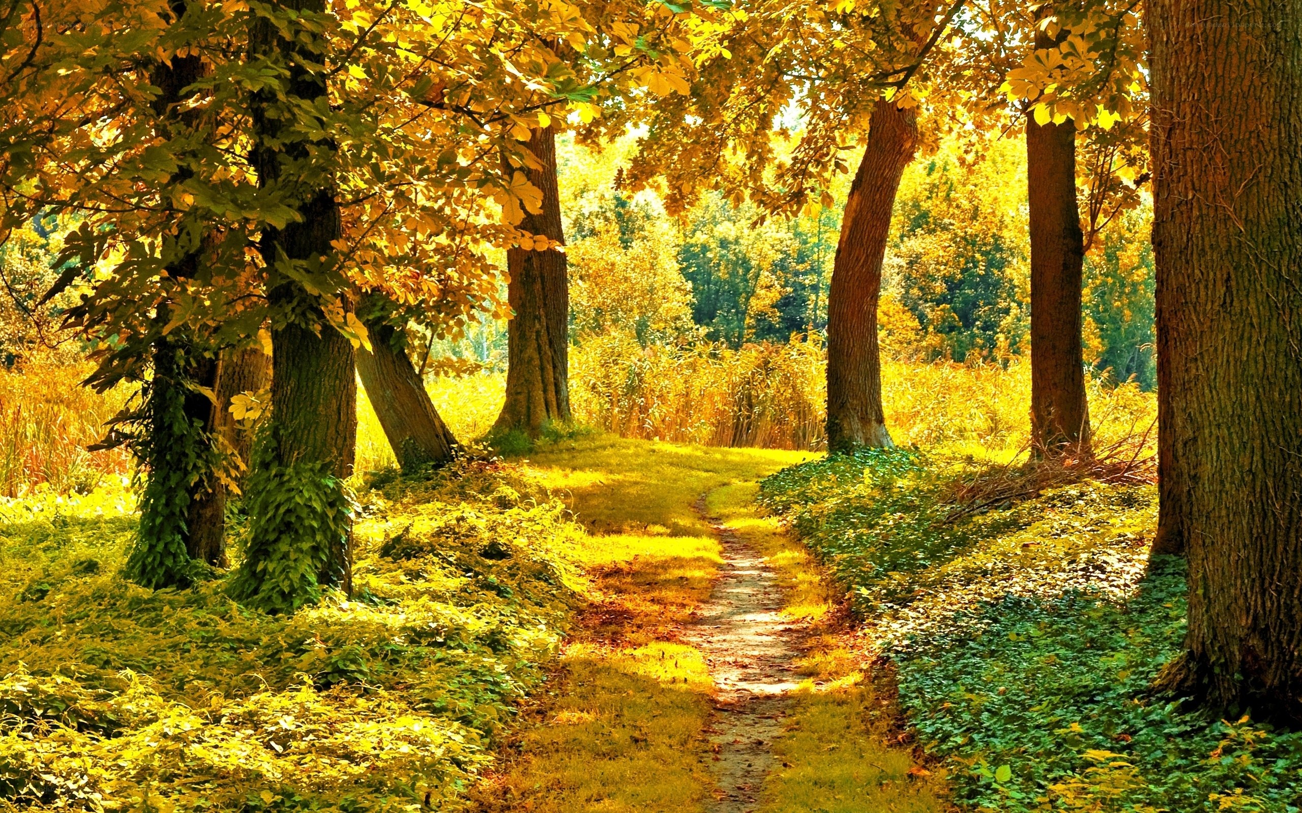 Autumn path in the forest
