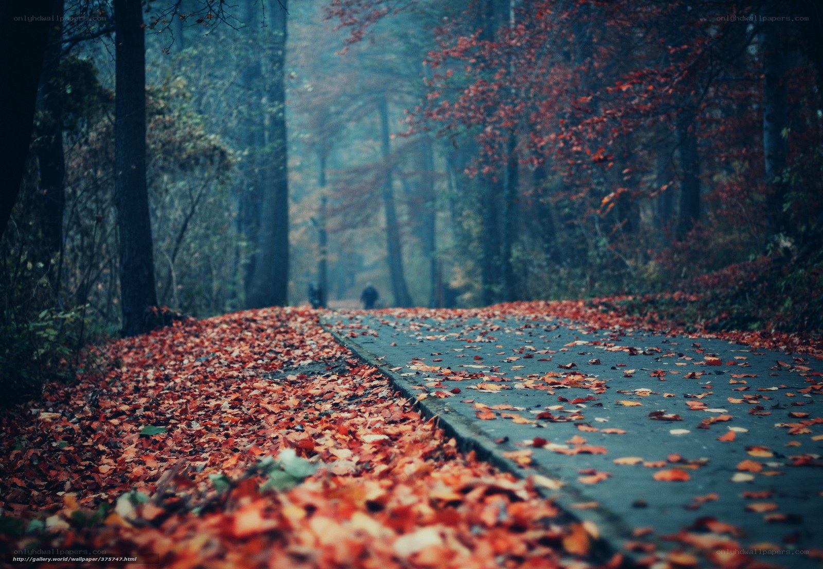 Autumn path in the forest