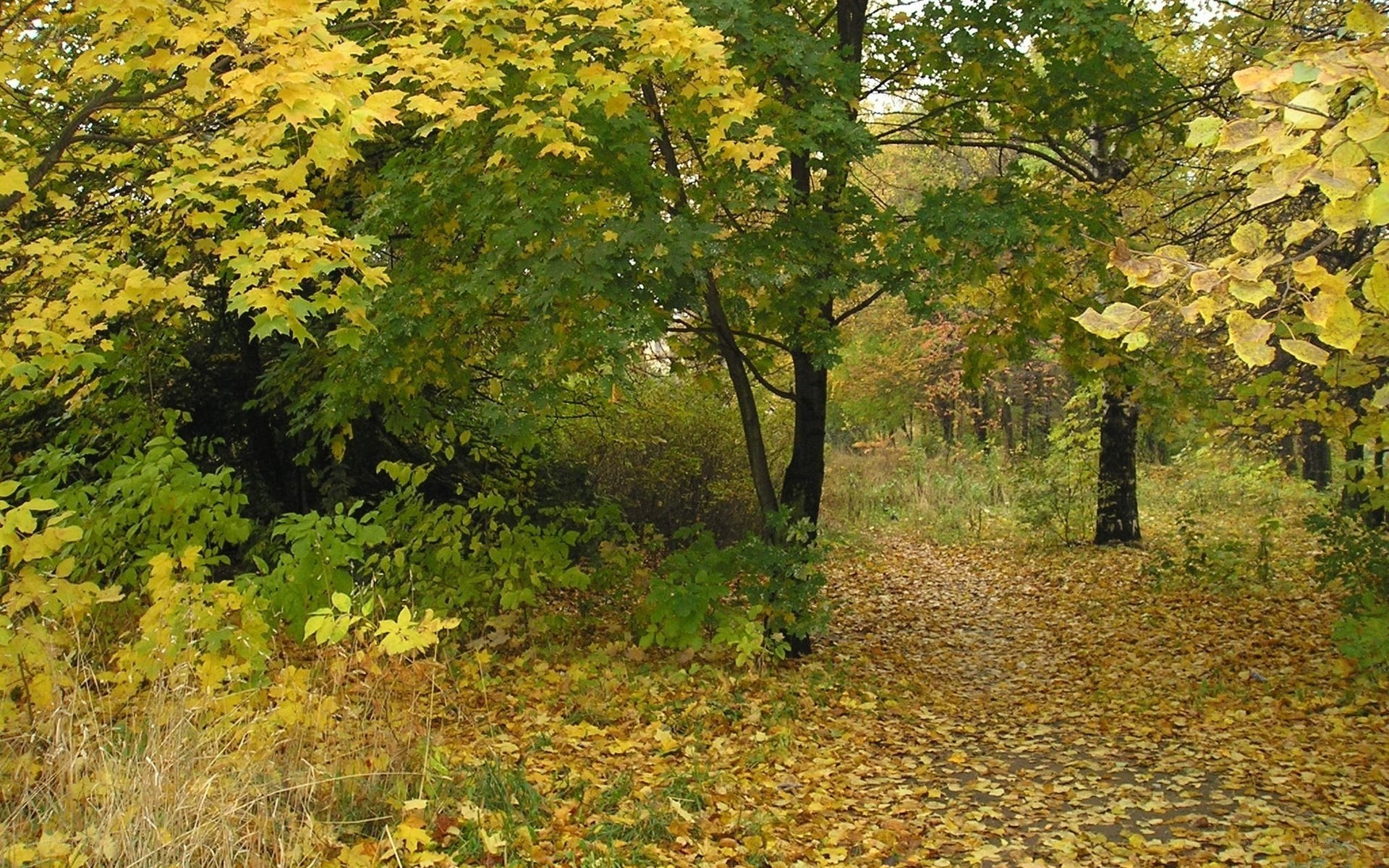 Autumn path in the forest