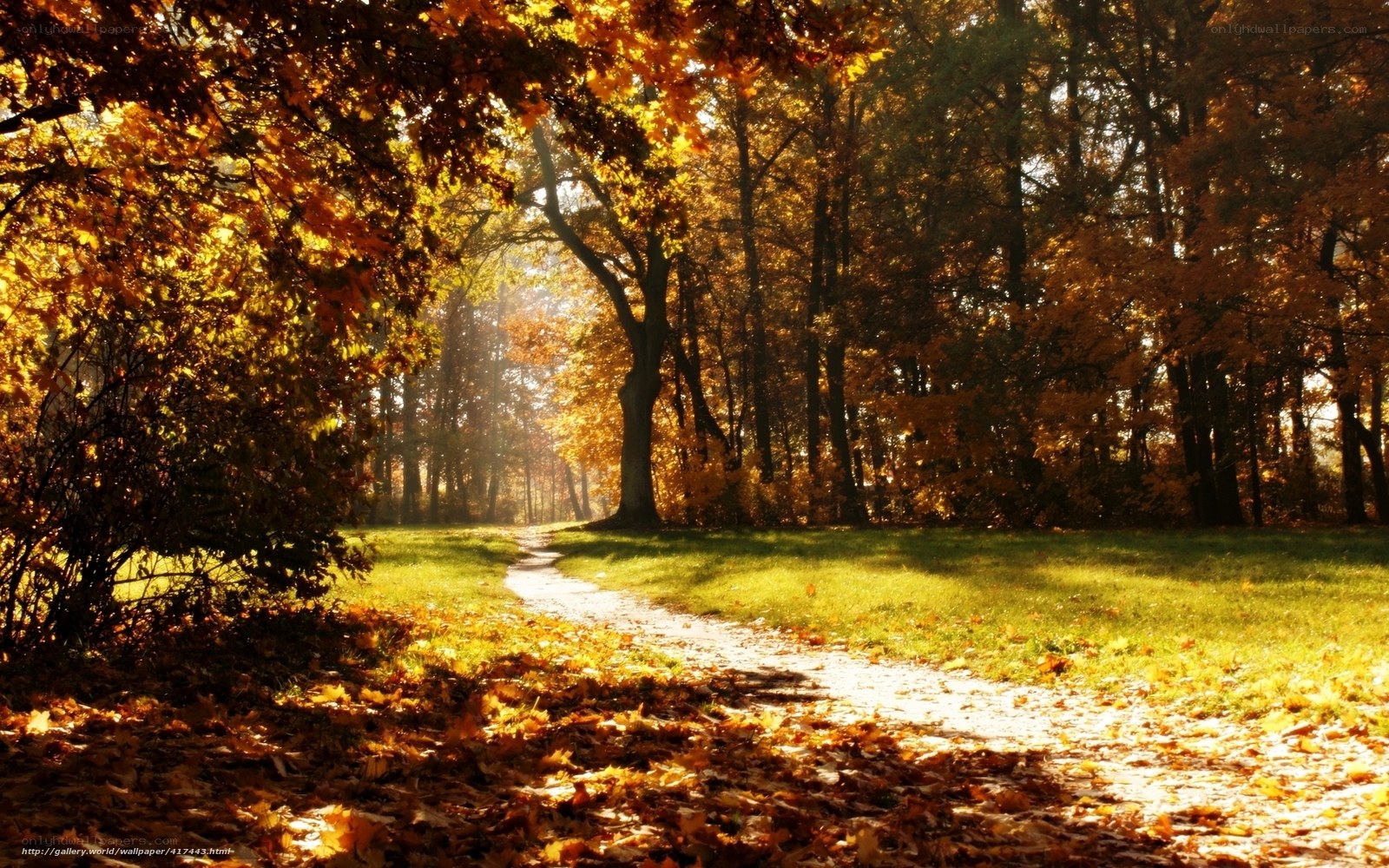 Autumn path in the forest