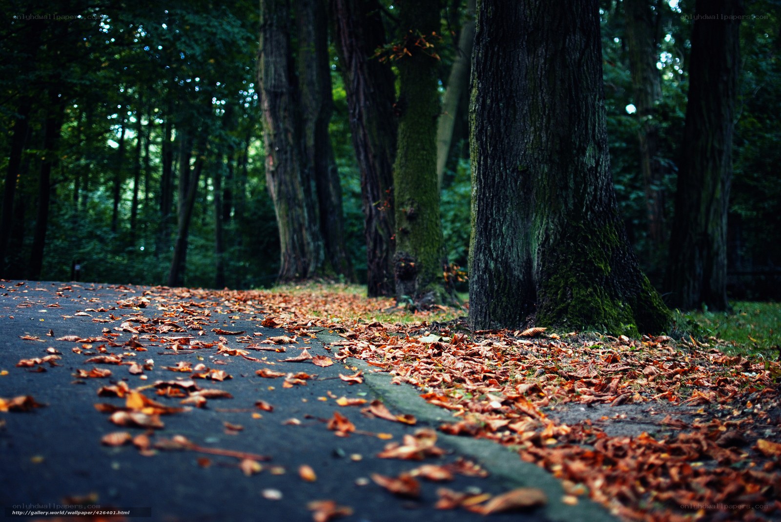 Autumn path in the forest