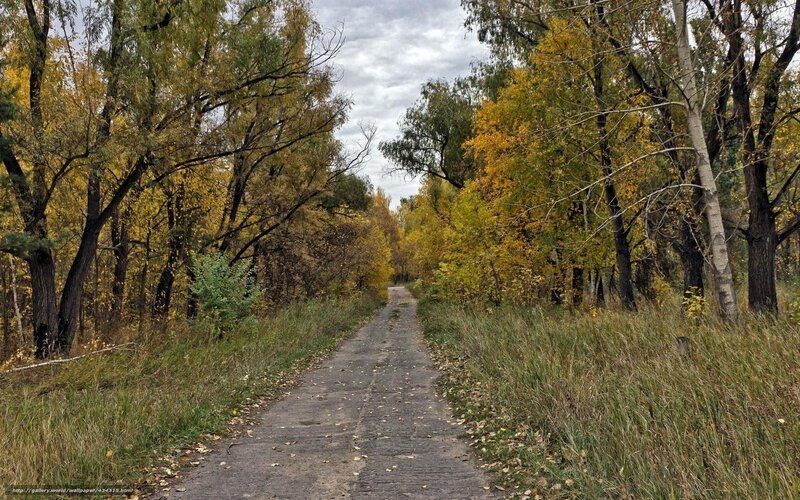 Autumn path in the forest