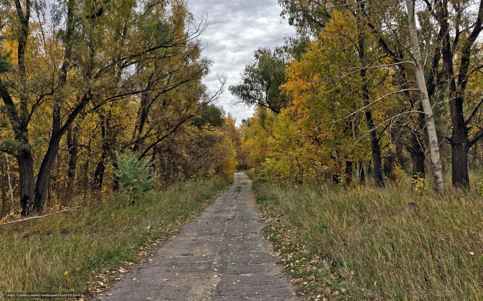 Autumn path in the forest