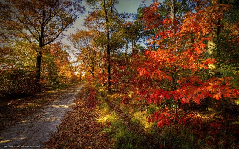 Autumn path in the forest