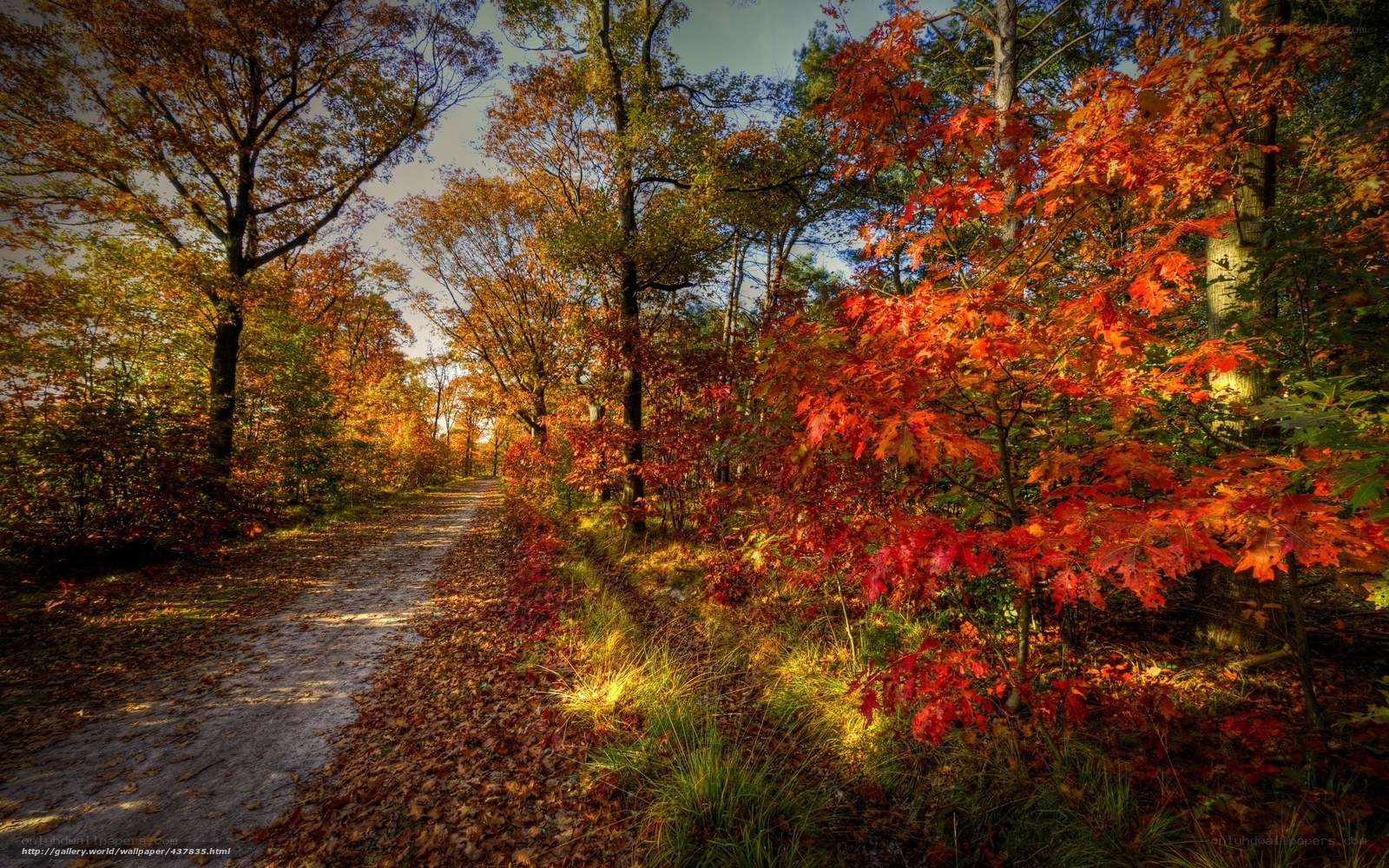Autumn path in the forest