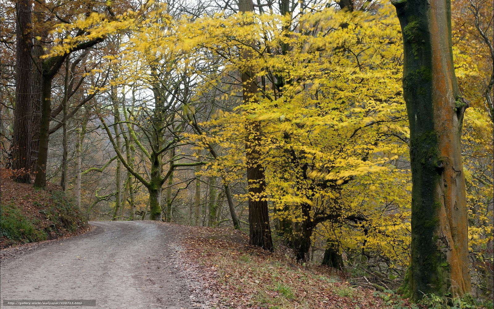 Autumn path in the forest