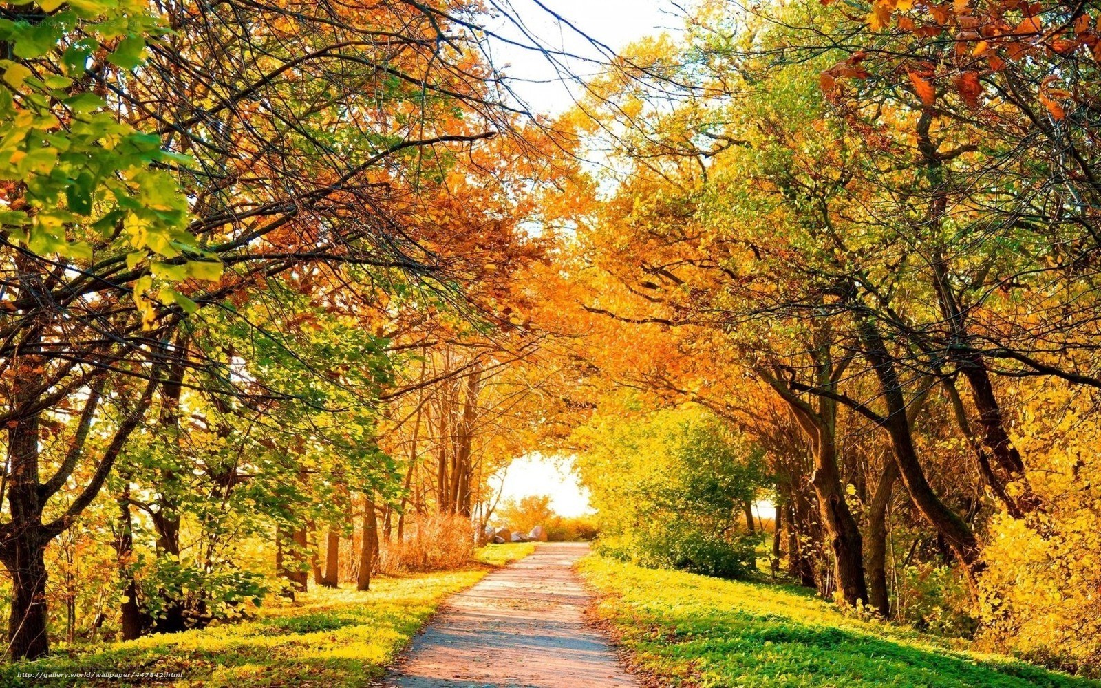 Autumn path in the forest