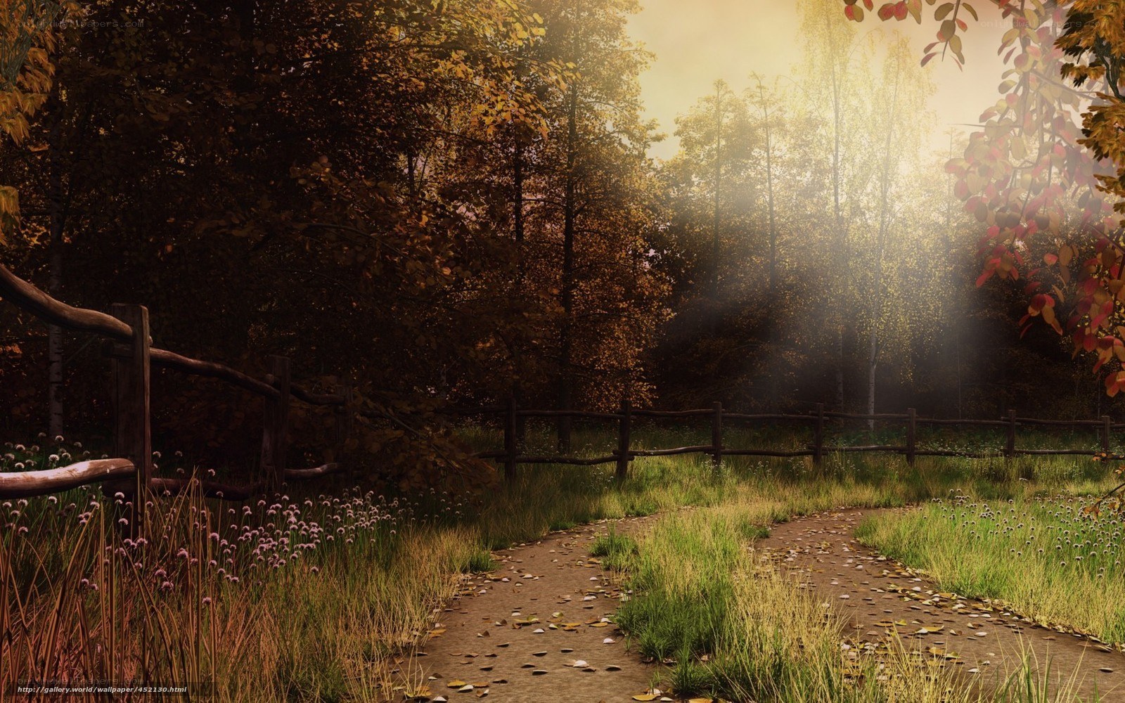 Autumn path in the forest