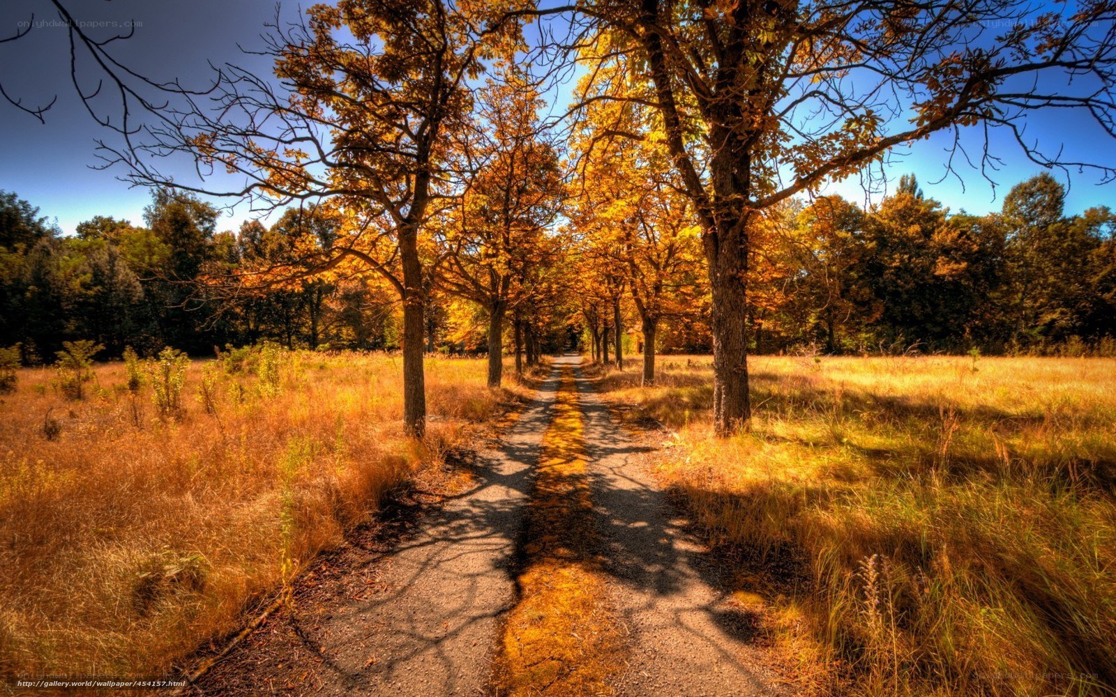 Autumn path in the forest