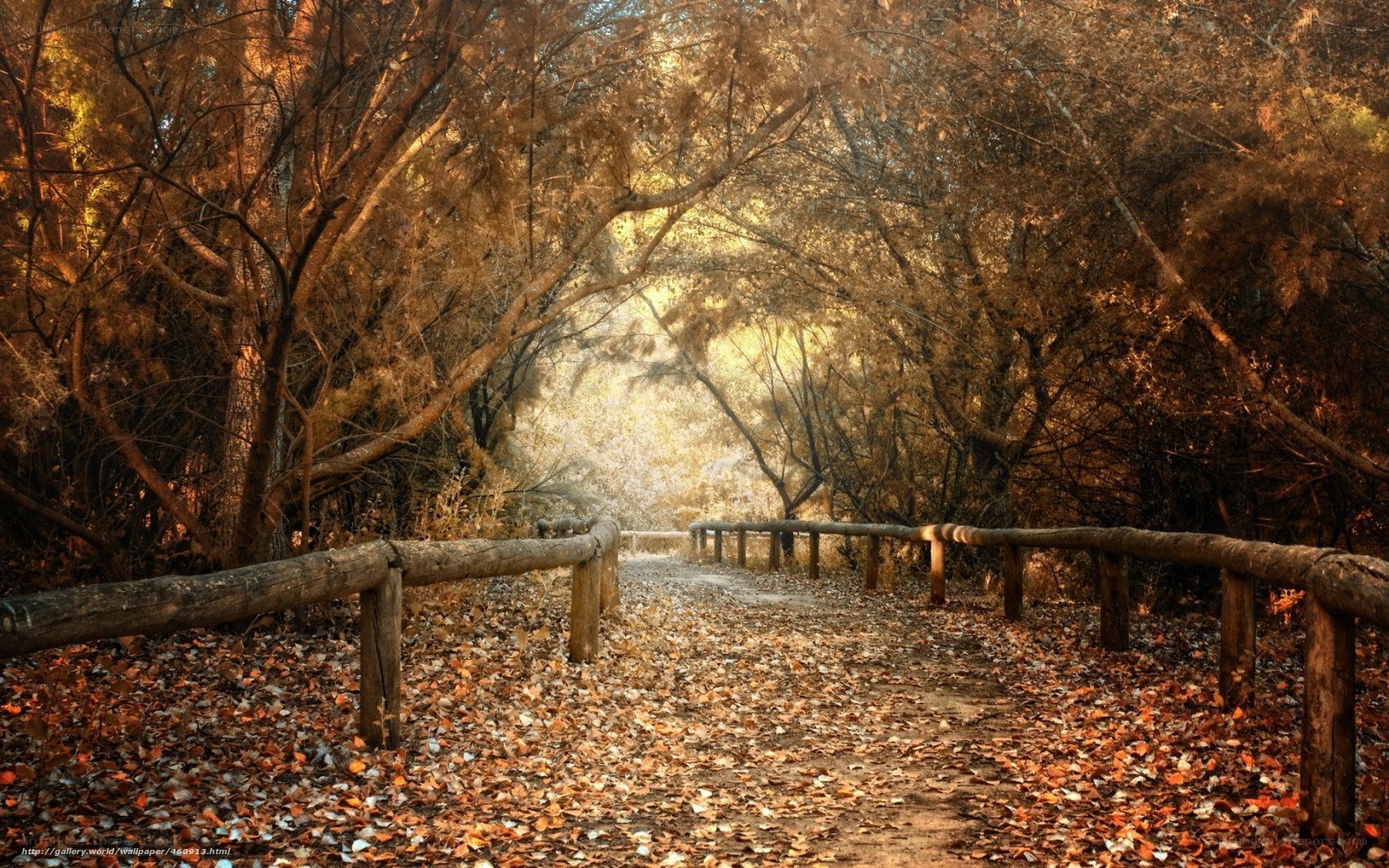 Autumn path in the forest